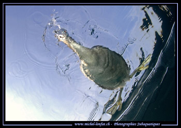 A Great Crested Grebe wondering what I'm doing down there... by Michel Lonfat 