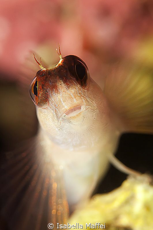 MEDITERRANEAN FAIRY by Isabella Maffei 