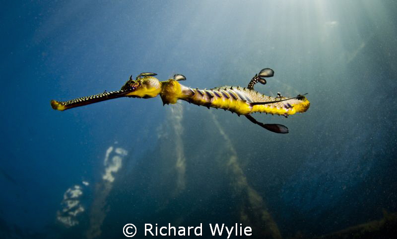 "Short Tail Weedy Seadragon". This weedy seadragon has ha... by Richard Wylie 