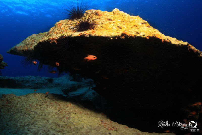 This is an ALFONSITO. I thought is a good colour contrast... by Natasha Maksymenko 