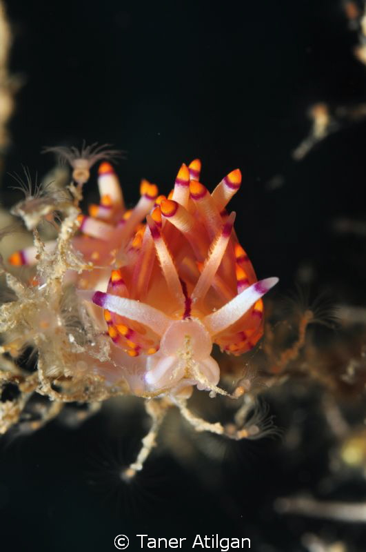 nudi by Taner Atilgan 