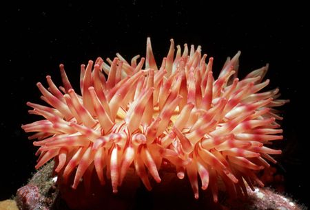 Anemone cold water Telegraph cove British Columbia by Keith Partlo 