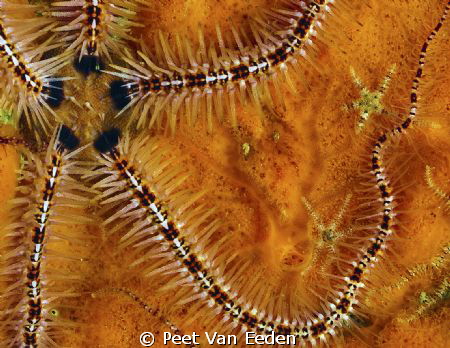 Brittle star and sidekicks by Peet Van Eeden 
