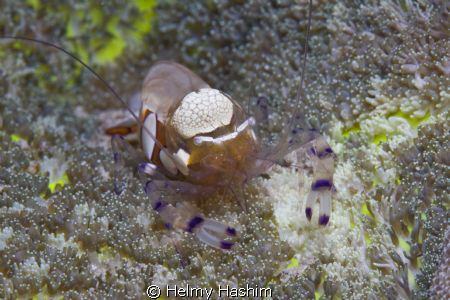 macro by Helmy Hashim 