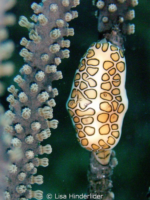 I never tire of these, the pattern is so striking & diffe... by Lisa Hinderlider 