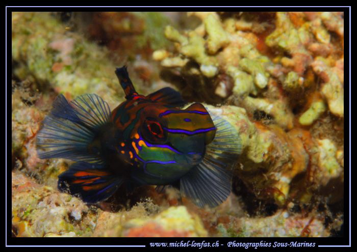 Mandarin fish..... by Michel Lonfat 