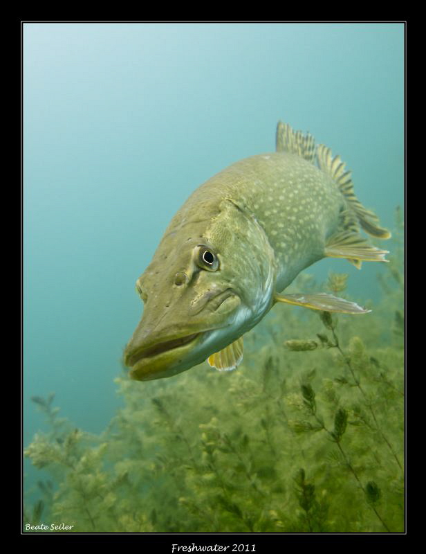 Northern pike by Beate Seiler 