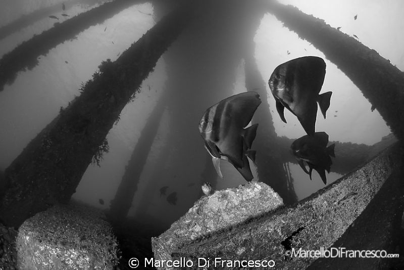 Jetty B&W
Ambon, Indonesia
Canon 500d + tokina 10-17mm ... by Marcello Di Francesco 
