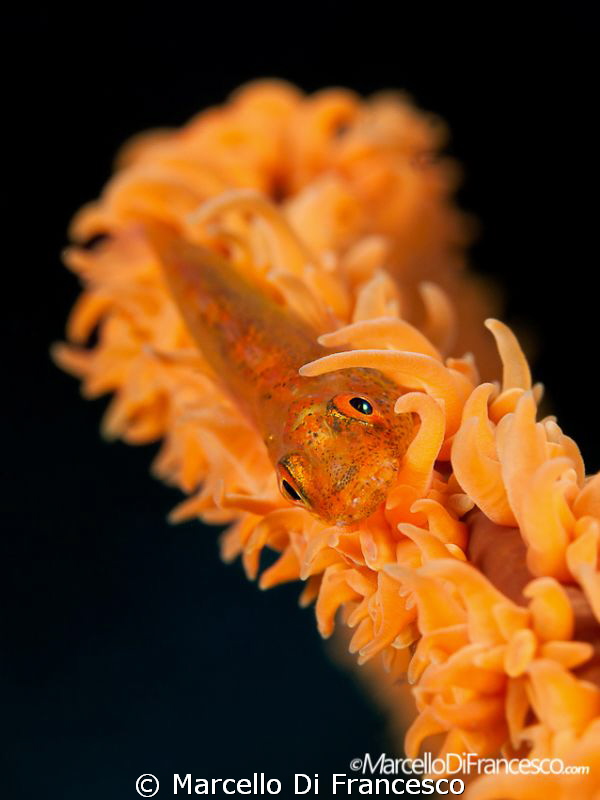 ORANGE 
Ambon, Indonesia
Canon 500D + Canon 60mm
 Nima... by Marcello Di Francesco 