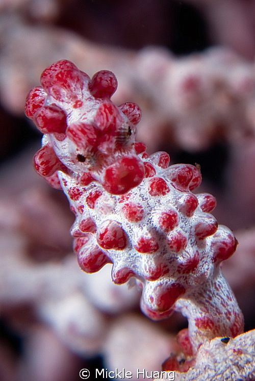 Pygmy seahorse
Seraya Bali by Mickle Huang 