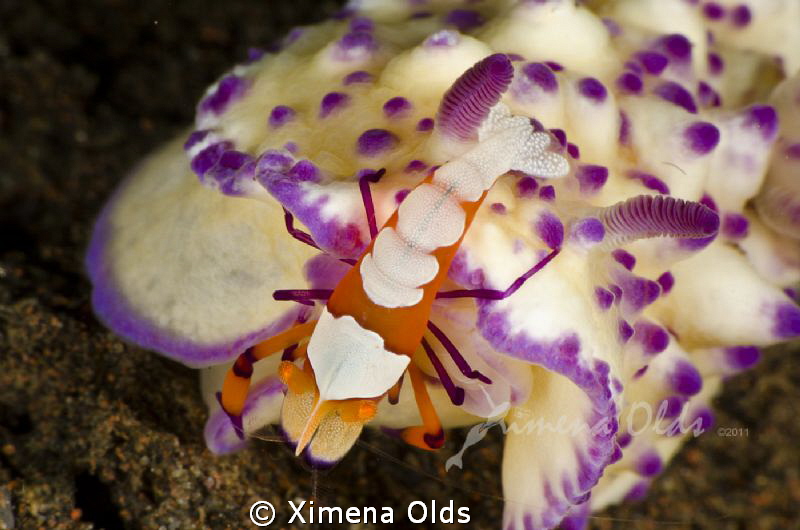 Imperial Shrimp on Nudibrach. 1/160  f32 iso 200 by Ximena Olds 