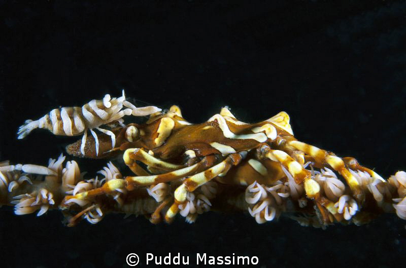 xenocrab and the host,nikon d70s 60 mm micro by Puddu Massimo 