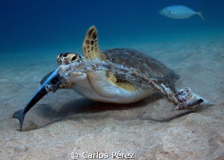 Really Hungry!! Isn't? by Carlos Pérez 