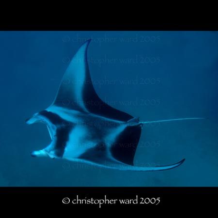 Bora Bora, French Polynesia. One of the murkier dives of ... by Christopher Ward 
