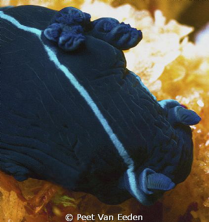 Black Nudibranch by Peet Van Eeden 