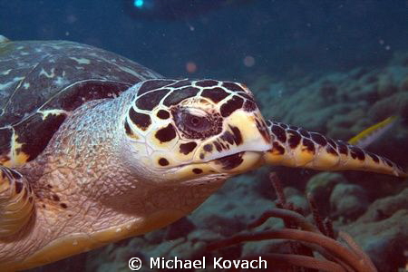 Hawksbill Sea Turtle gliding down the side of the Big Cor... by Michael Kovach 