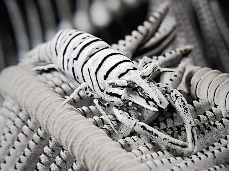 "Crinoid Shrimp"
naturally b/w shrimp on a b/w feather s... by Henry Jager 
