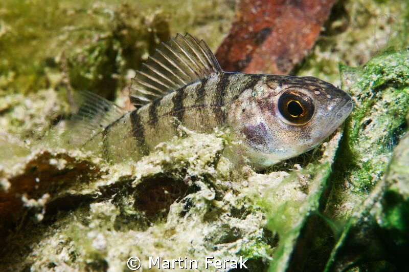 Young perch from Bodiky arm of Danube river by Martin Ferak 