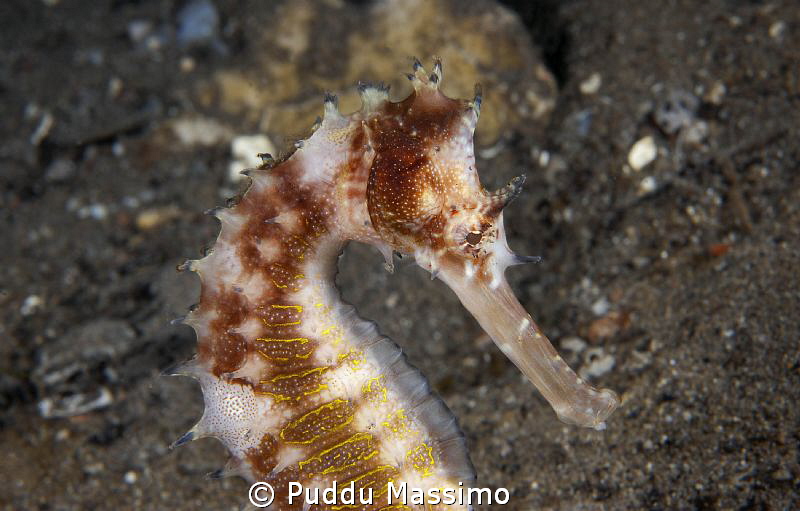 sea horse nikon d2oo 60mm micro by Puddu Massimo 