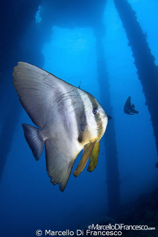 UNDER THE JETTY
 Ambon, Indonesia
 Canon 500D+ tokina 1... by Marcello Di Francesco 