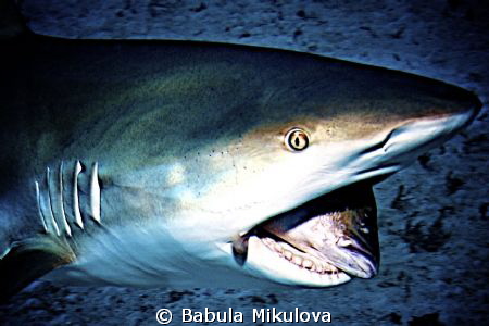 Shark by Babula Mikulova 