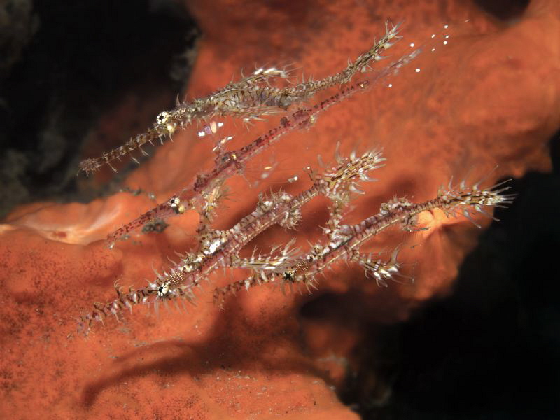 Solenostomus paradoxus - The 4 brothers - by Alex Varani 