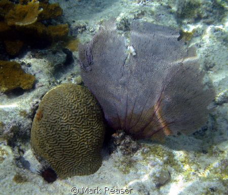 This display features a variety of species in one shot; s... by Mark Reasor 