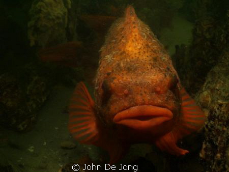 I missed him last week, but yesterday I was lucky enough ... by John De Jong 