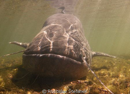Keep smile my big siluro :) by Rostislav Štefánek 
