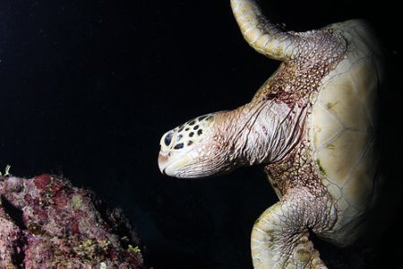Green Turtle at Night -swooping to take a look by Martin Dalsaso 