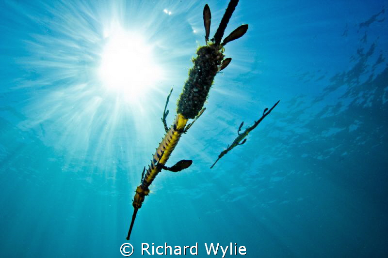 Dragons in Flight. Its a very unusual situation to get tw... by Richard Wylie 