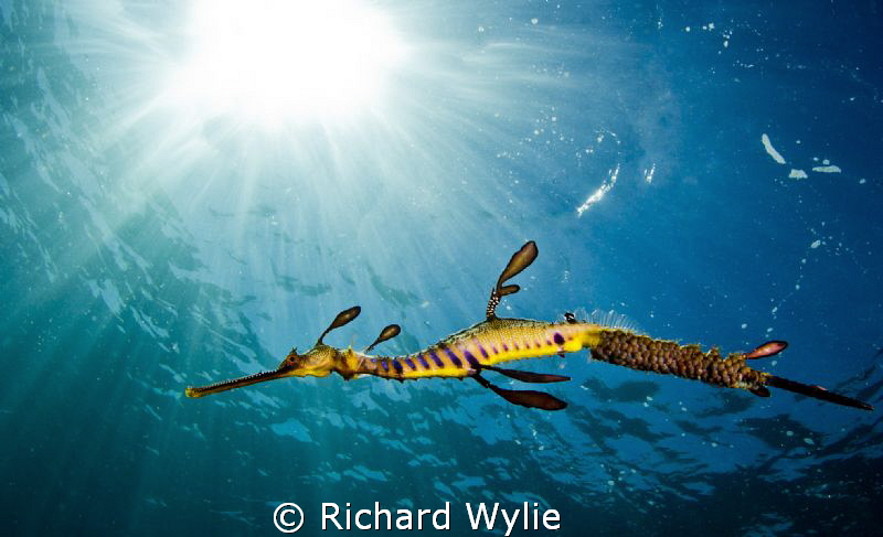 "Dragon in light". by Richard Wylie 