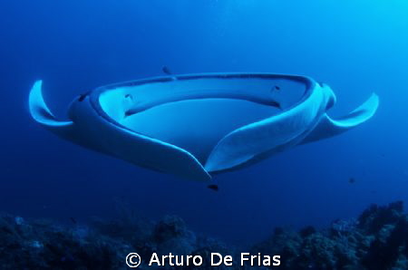 The Flying Saucer... Frontal portrait of a Giant Manta Ra... by Arturo De Frias 