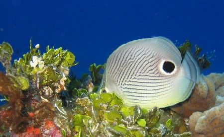 Butterfly fish in Cozumel. I guess he thought he was an o... by Eric Beckley 