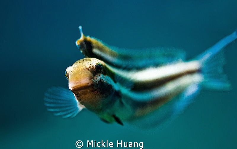 Curious fish
This Striped fang blenny showed his curiosi... by Mickle Huang 