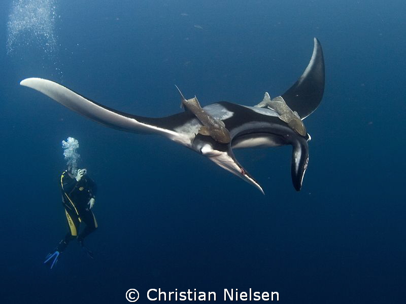 Another manta shot. Hope I don't bore you. But I really l... by Christian Nielsen 