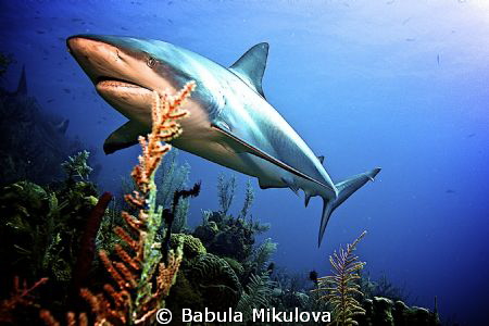 Shark by Babula Mikulova 