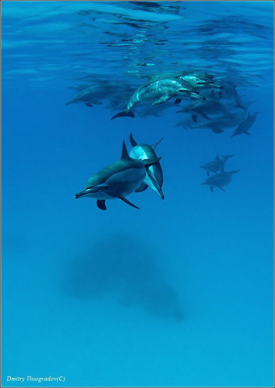 Sataya Reef. by Dmitry Vinogradov 