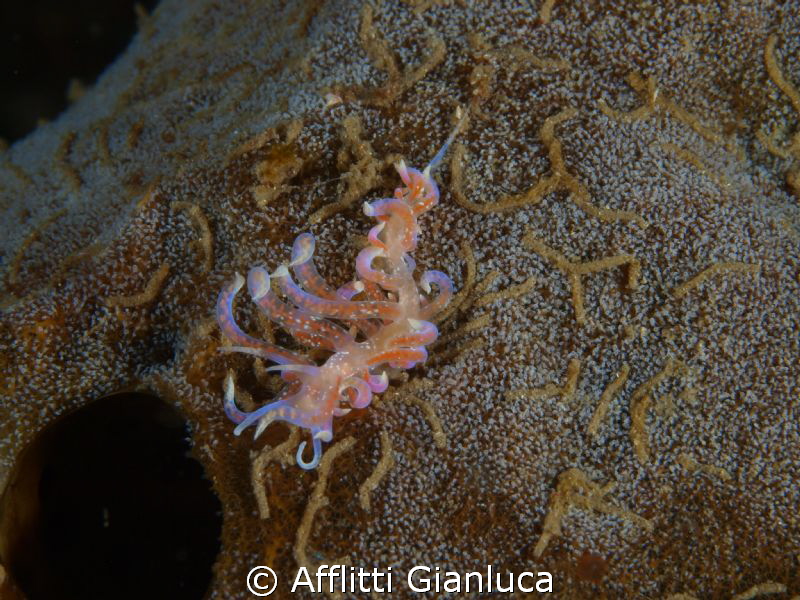 (Phyllodesmium poindimiei). by Afflitti Gianluca 