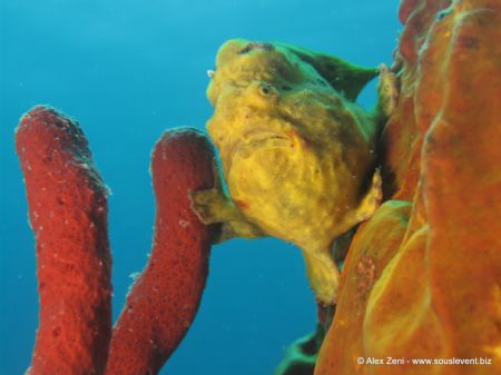 Frogfish on a soft sponge by Alex Zeni 