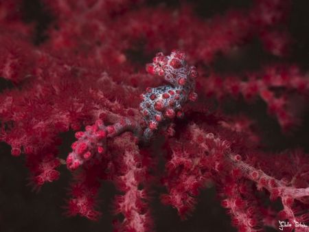 'Pigmy' from Lembeh. Taken with Olympus E-20 in Titan hou... by Istvan Juhasz 