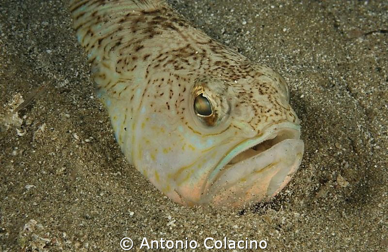 Trachinus draco a fish that sting, use to stay behinded u... by Antonio Colacino 