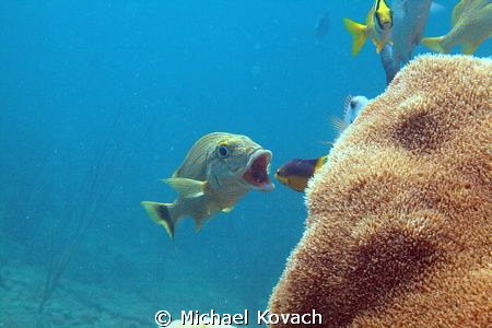 Bluestriped Grunt gets his mouth cleaned by a small Spani... by Michael Kovach 