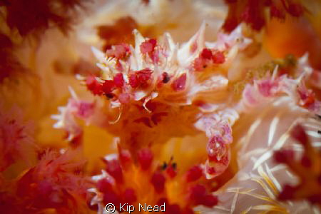 Peek a Boo! These guys have some of the best camouflage a... by Kip Nead 