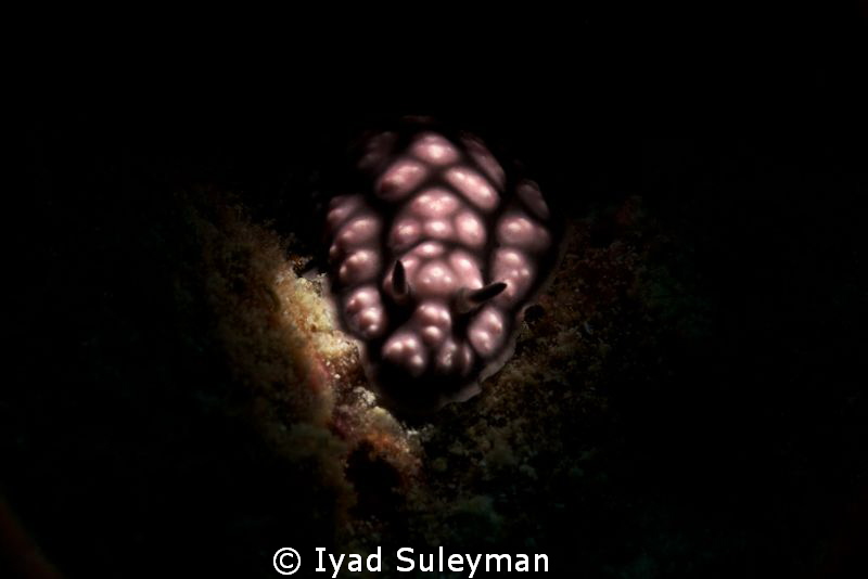Nudibranch (Phillidiella pustulosa) taken with Canon 60D,... by Iyad Suleyman 
