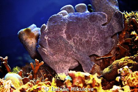 frogfish by Babula Mikulova 