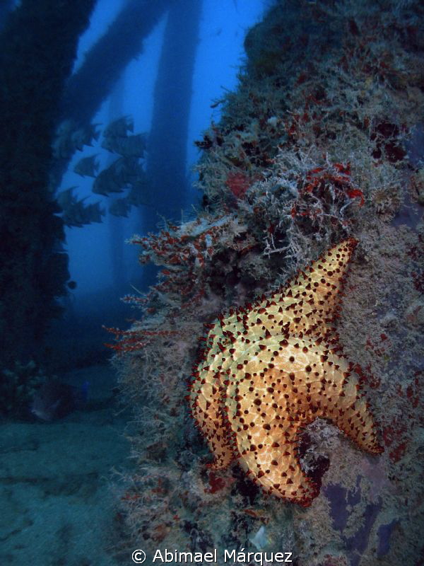 The stars also rise, Navy Pier, Vieques, PR. by Abimael Márquez 