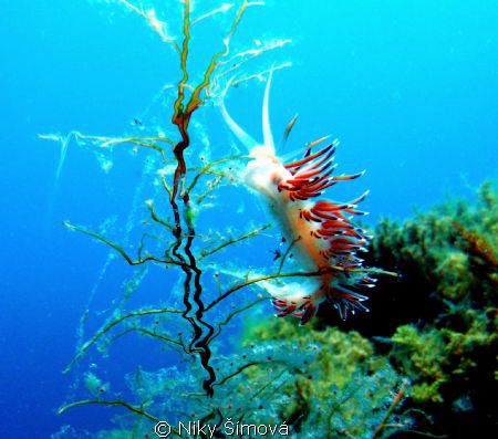 flabellina by Niky Šímová 