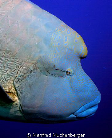 Cheilinus undulatus - Humphead wrasse - Napoleon-Lippfisc... by Manfred Muchenberger 