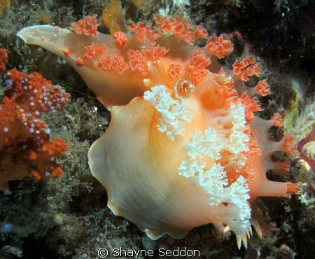 pair of mating Apricot Nudibranchs by Shayne Seddon 